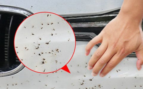 汽车上树胶怎么去除小妙招