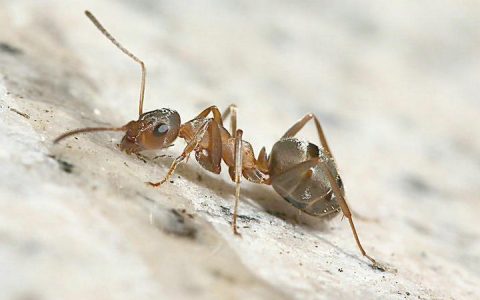 车上的蚂蚁会自己走吗