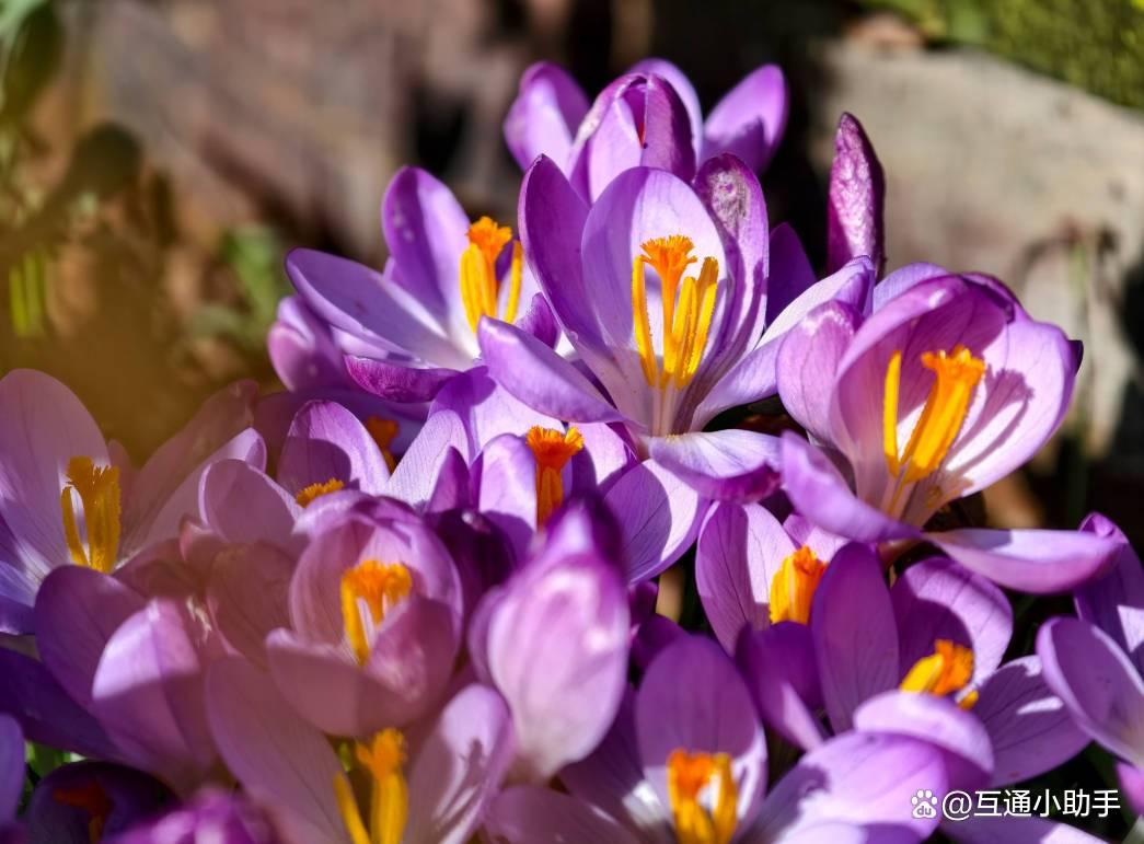 连iPhone都得追着跑! vivo X300 Pro手机首发评测