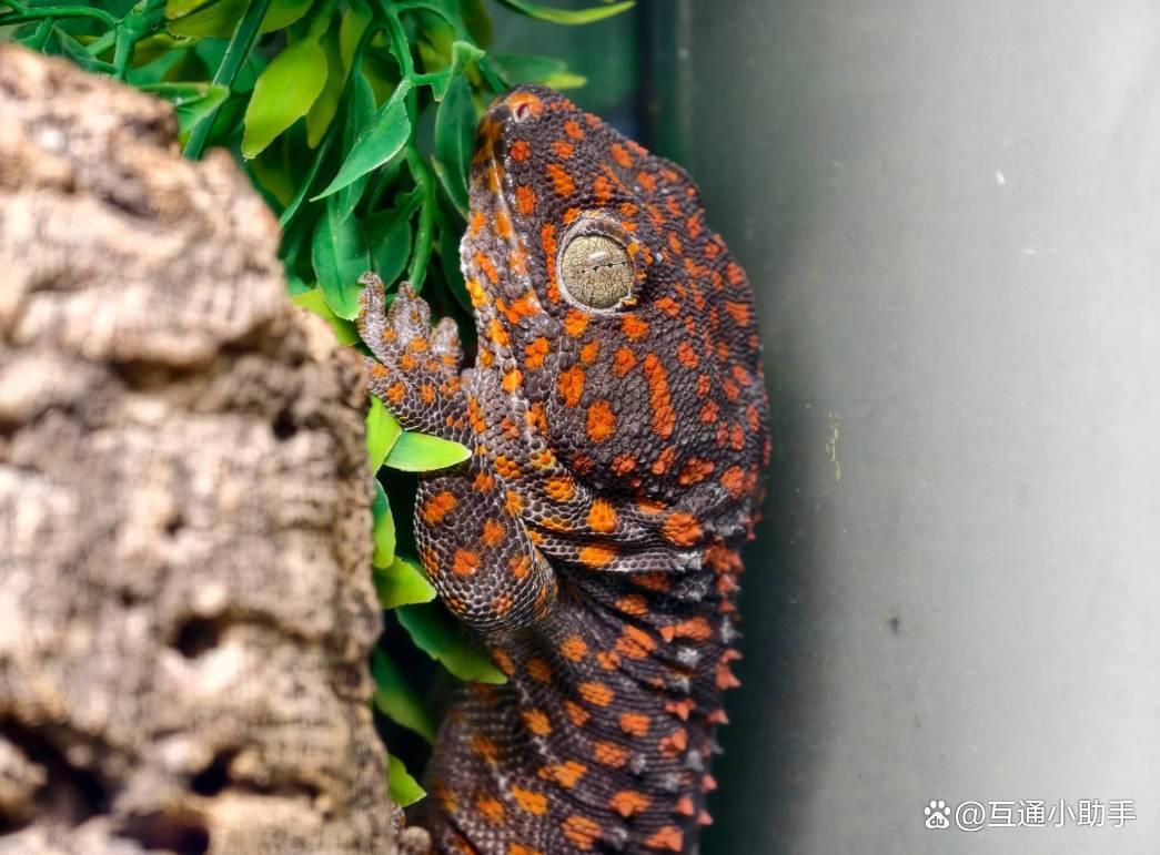 连iPhone都得追着跑! vivo X300 Pro手机首发评测