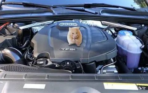 预防老鼠进发动机舱的好办法