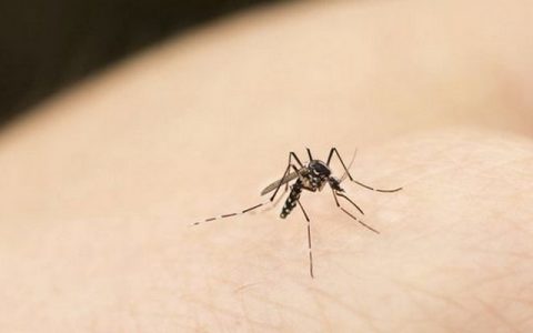 车内有蚊子怎么快速解决