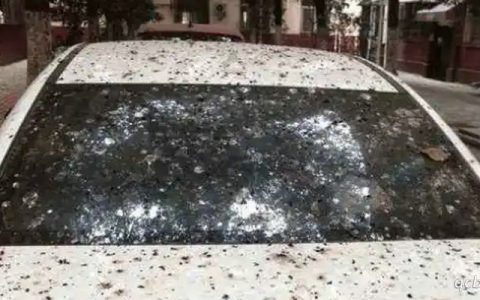 树油滴在车上怎么去除 树油滴在车上怎么办