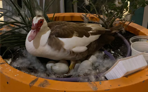 自动驾驶测试惹众怒！碾死网红鸭后项目被紧急叫停