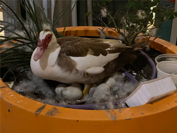 自动驾驶测试惹众怒！碾死网红鸭后项目被紧急叫停