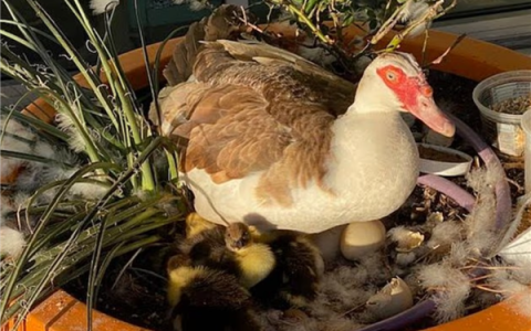 美国一自动驾驶车当街压死社区“明星鸭” 市民集体抗议：禁止无人车测试