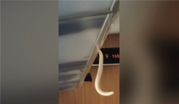 虚惊一场!网传高铁行李架上掉下蛇 官方辟谣:其实是鳗鱼