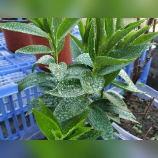 低温环境下电车的运行特性与可行性探讨，冬季电车使用指南